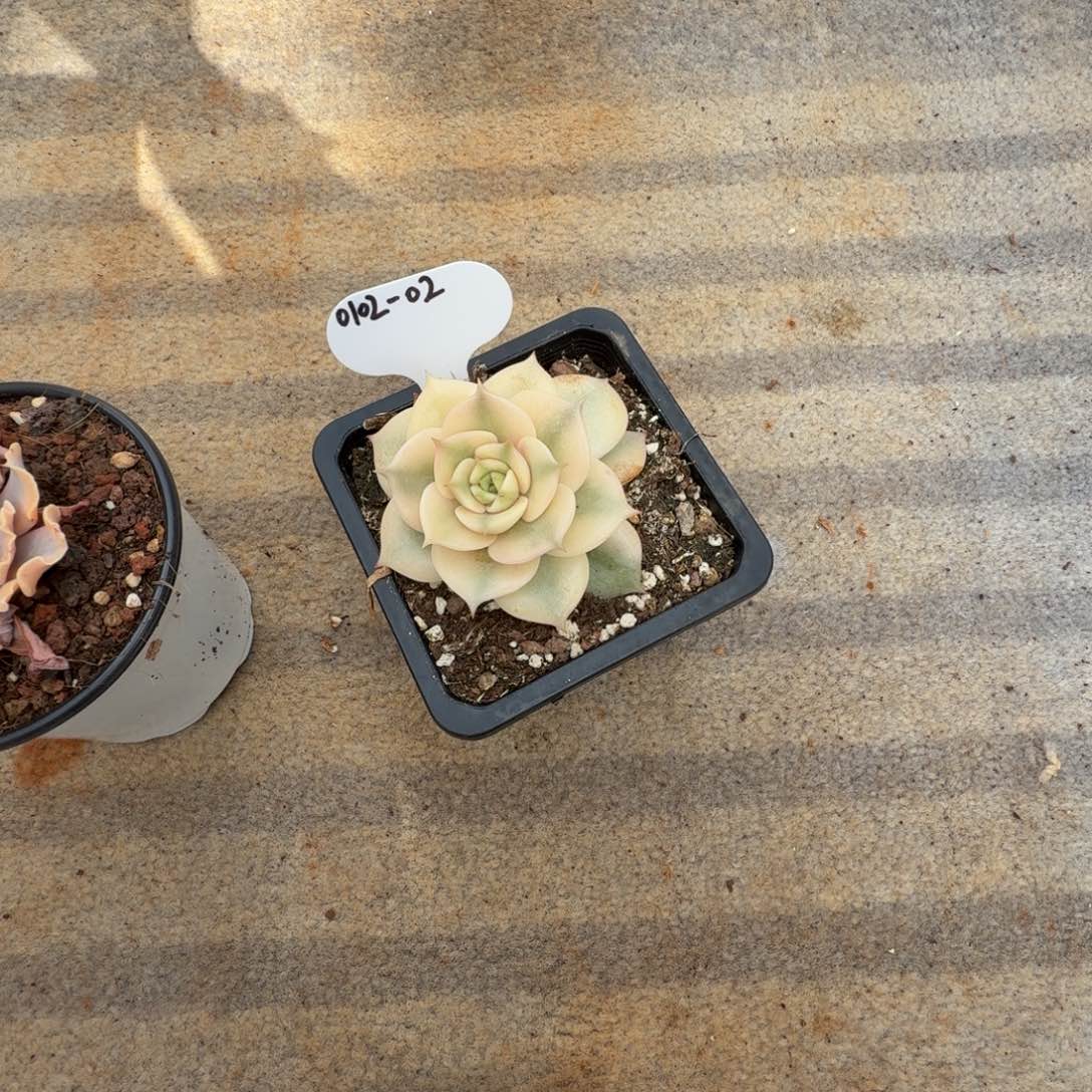 o***o0102-02贝加尔湖锦小一颗