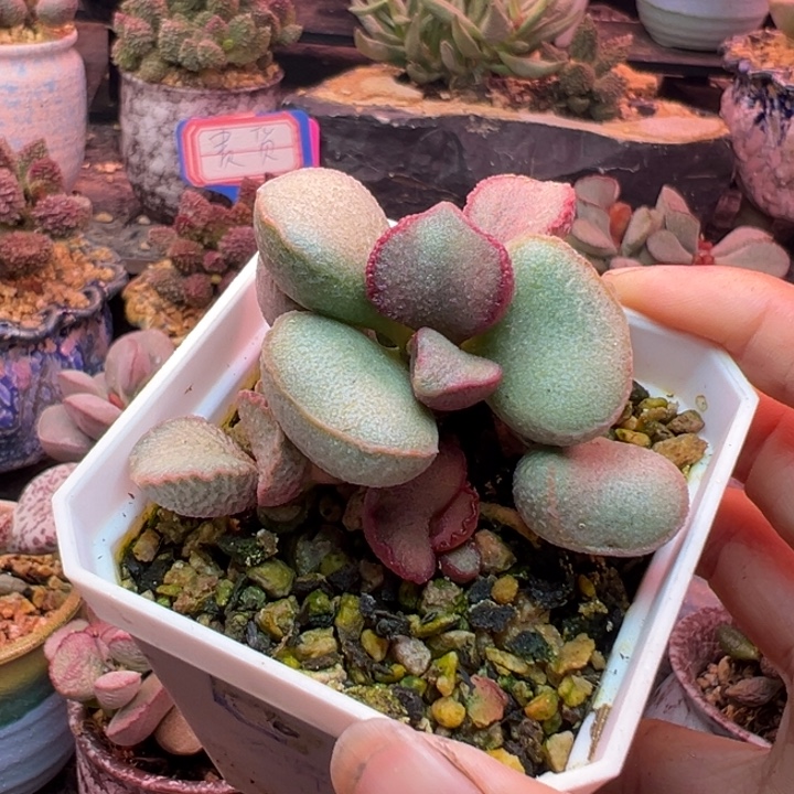 小***侠吉祥如意的大人物和人物