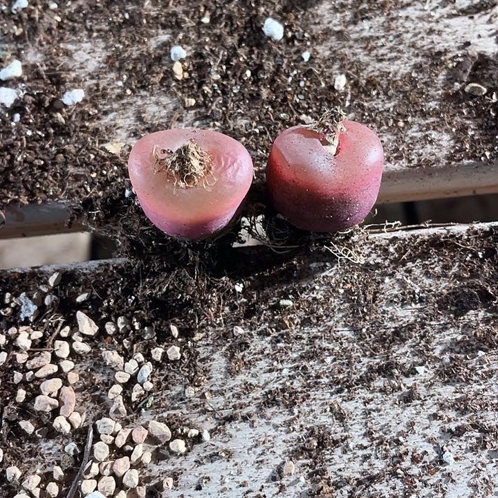 2611。   两颗毛毛。   