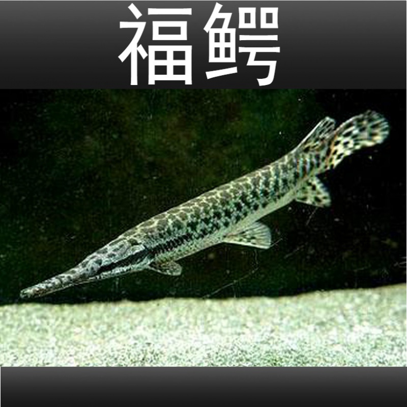 福鳄尖嘴猛鱼黄化火箭鳄雀鳝热带大型观赏鱼凶猛好饲养免打氧过滤
