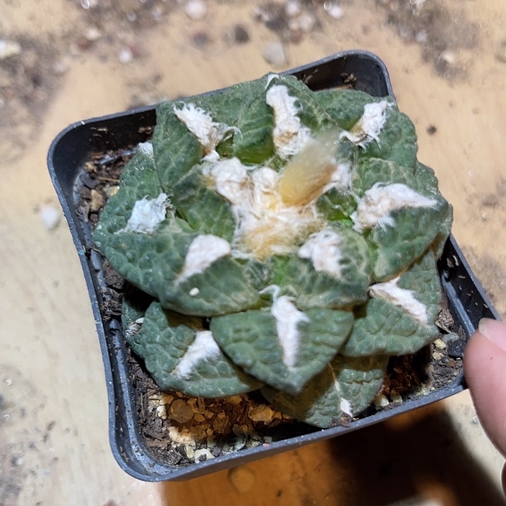 无花朵牡丹大单头一物一拍下单包邮