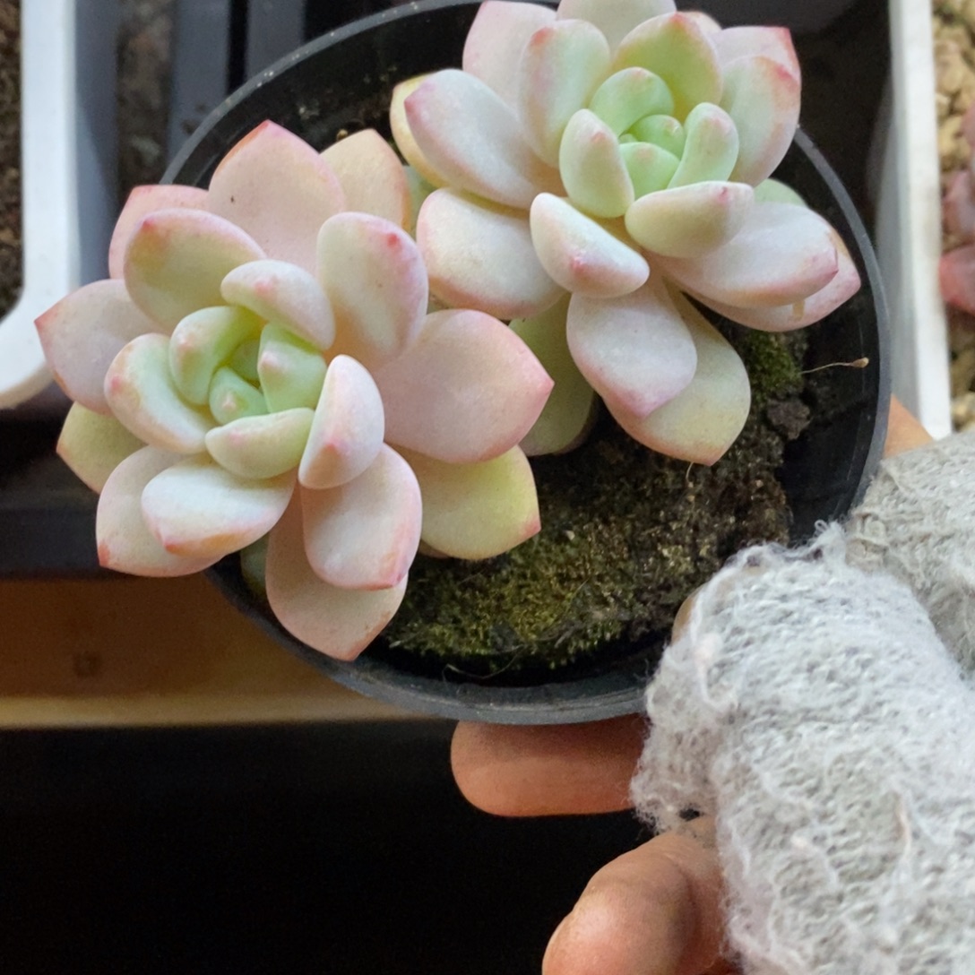 精品多肉一物一拍不包整438