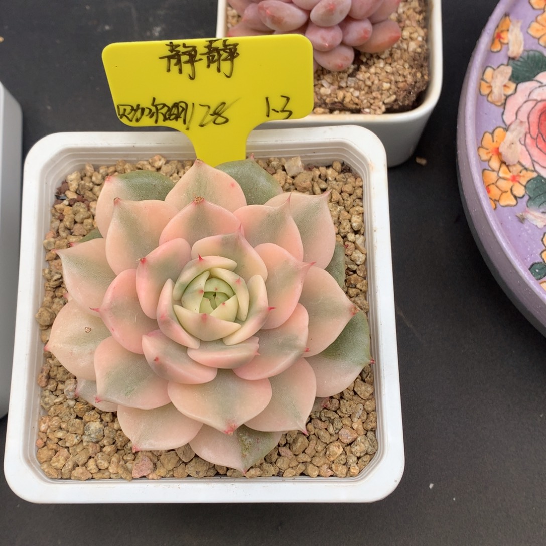 静***～我们家的小姐姐们都