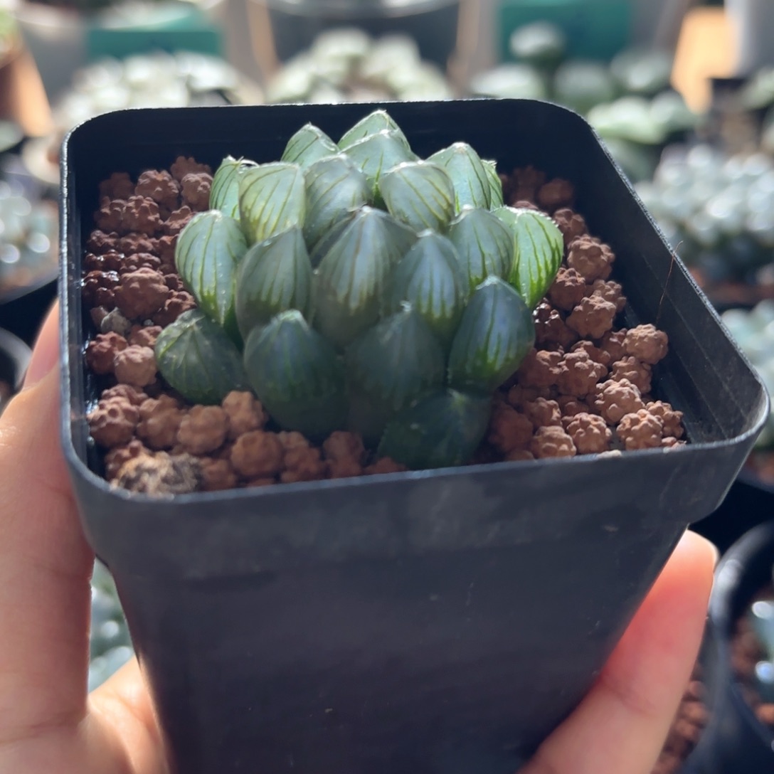 霓虹灯玉露福利品