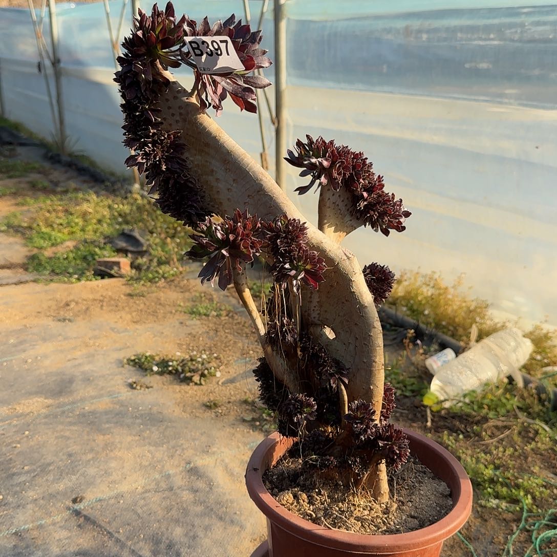 397黑法师微瑕一颗呀呀