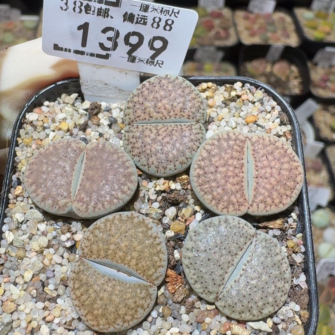 Ssss精品生石花1399大朝贡