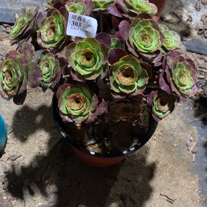勿***我303玫瑰多肉植物特价