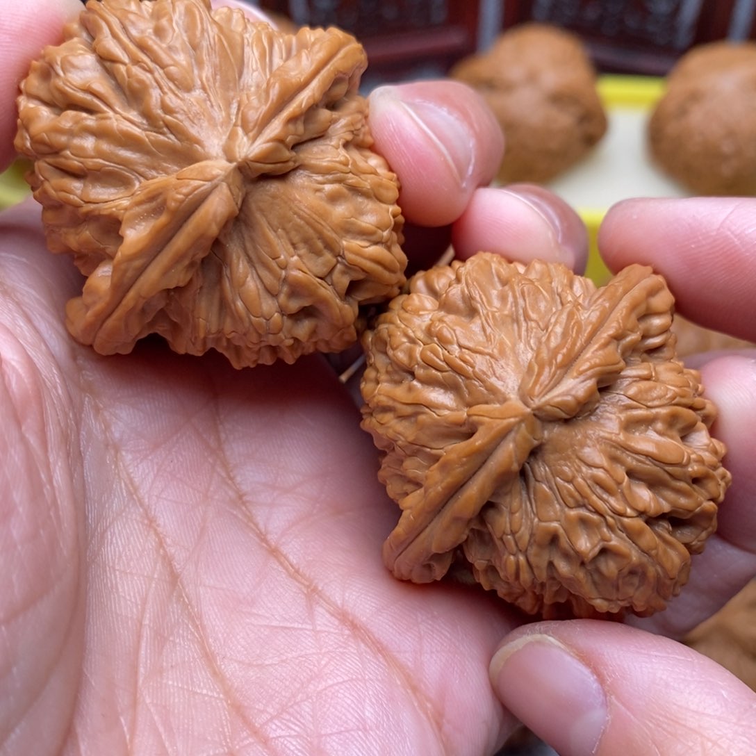 文玩核桃把件全品毕业白狮子41尺