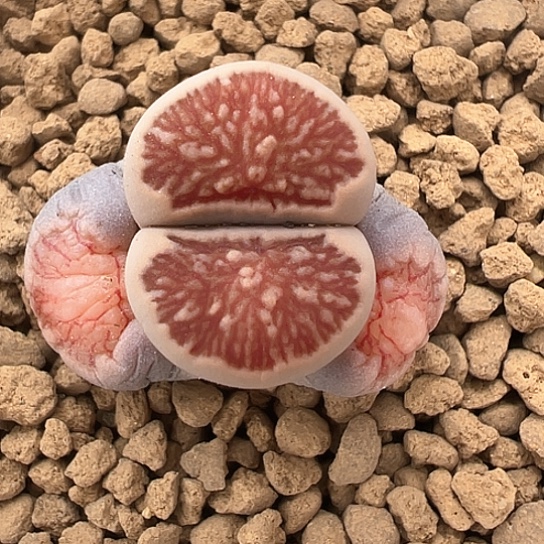 2372.红窗菊下播福利11111