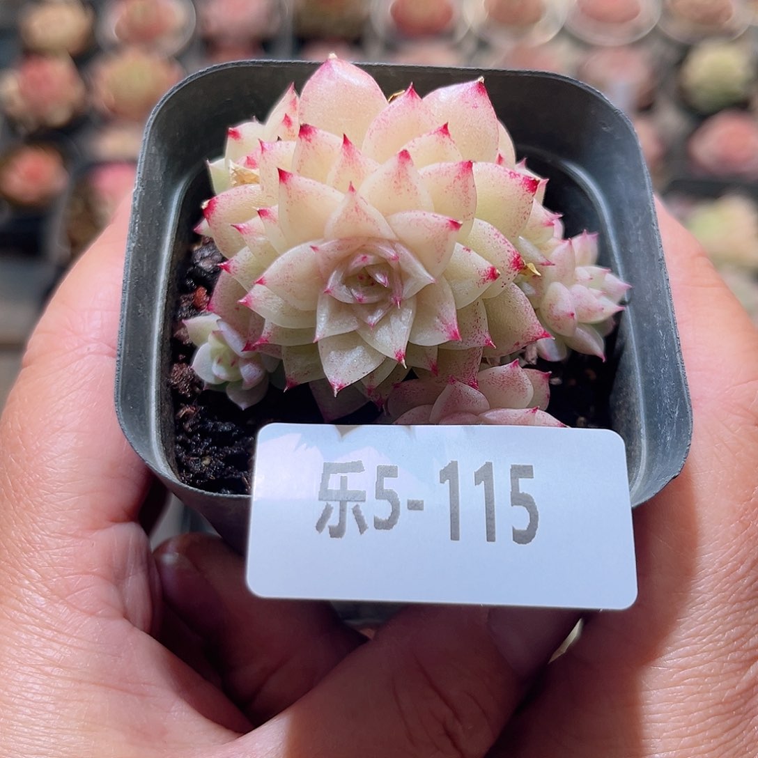 乐5-115 麦秆不包整 