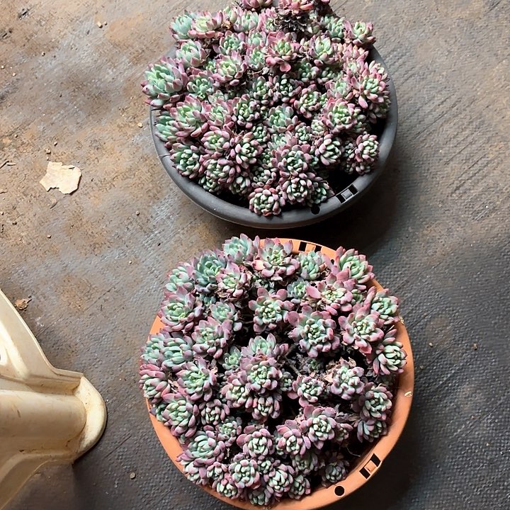 多肉植物，蓝苹果两颗