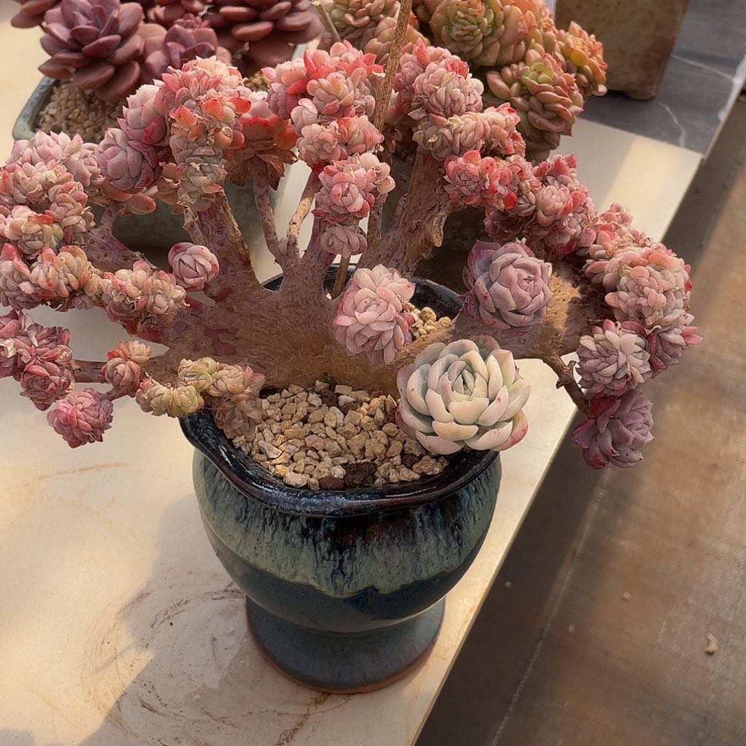 贝瑞锦缀有微瑕多肉多肉多肉