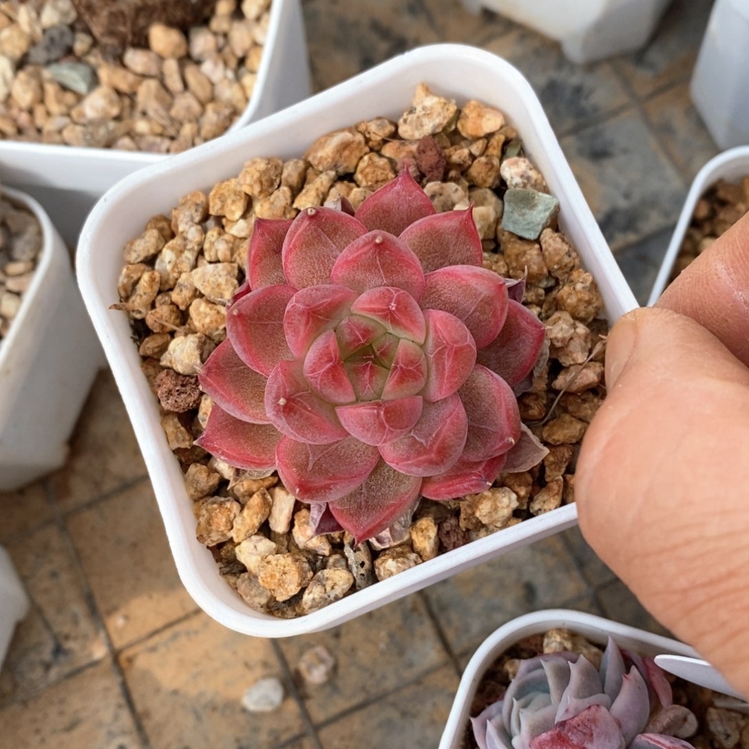 精品多肉一物一折不包整329