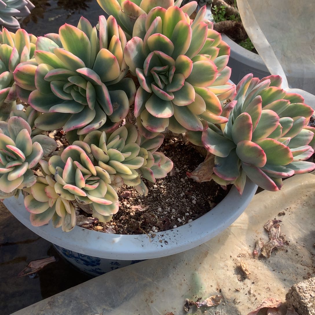 绮罗锦多肉一物一拍