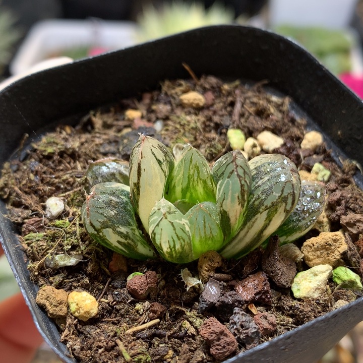 巨大化胭脂玉露锦带盆土发货