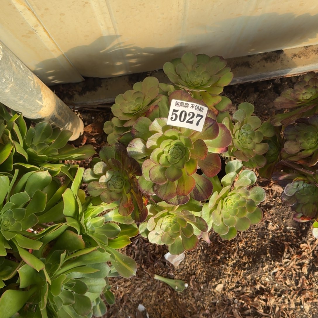 法师墨染5027 19-41