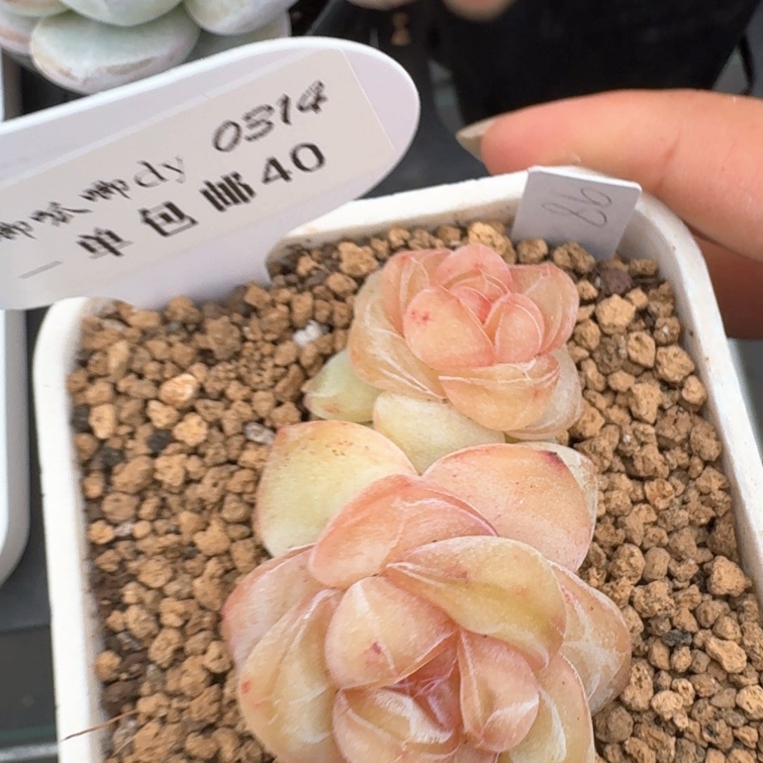 0314-040-果汁软糖