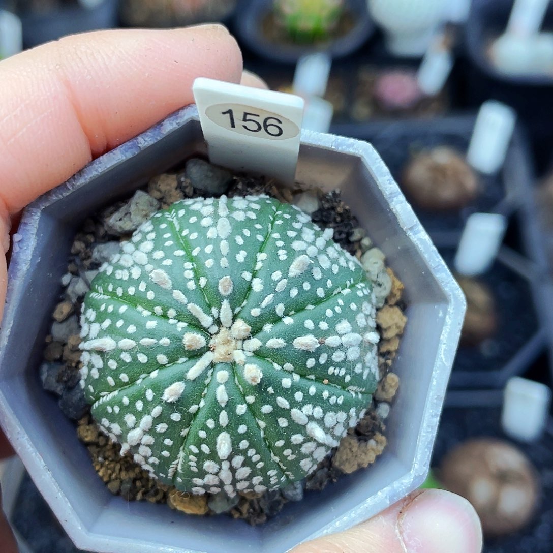 非偏远地区满25包邮仙人球