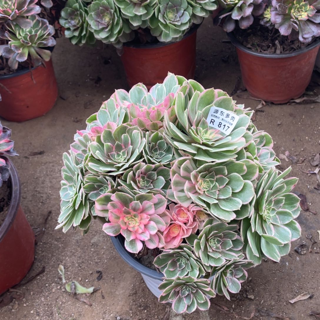 817万紫多肉法师断枝不包