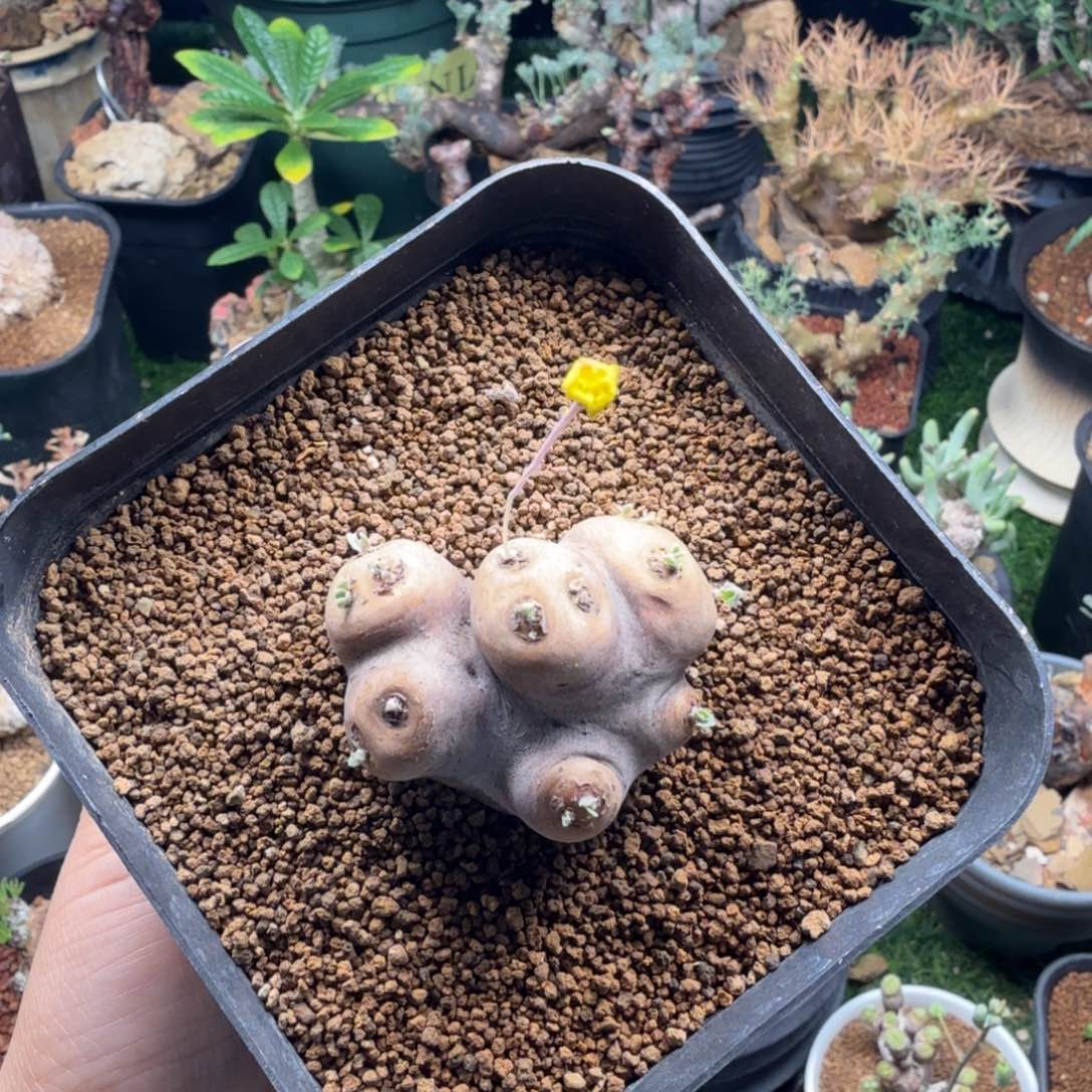 格加厚墩菊490仙人掌