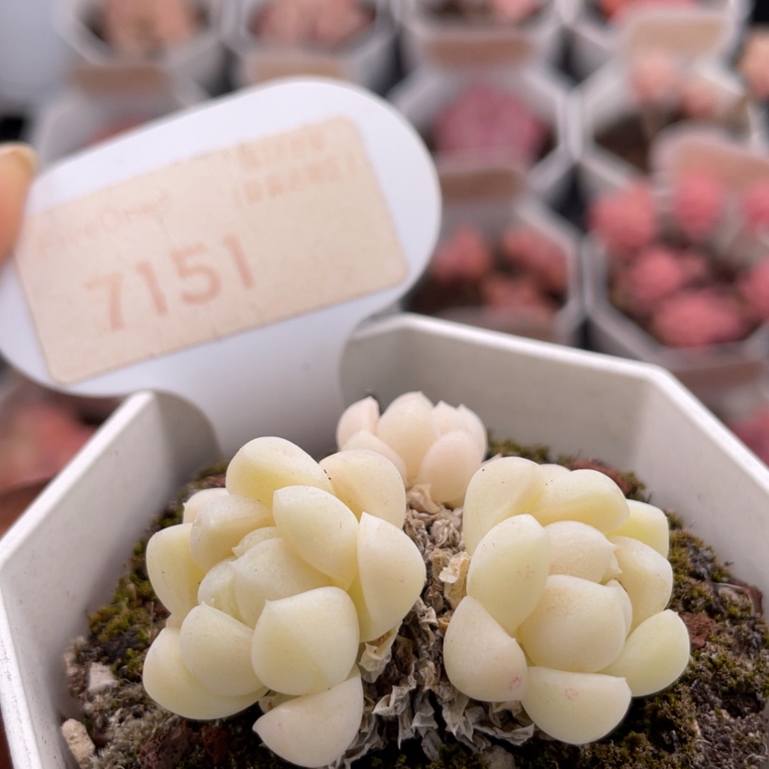 白月光7151-4.0厘米