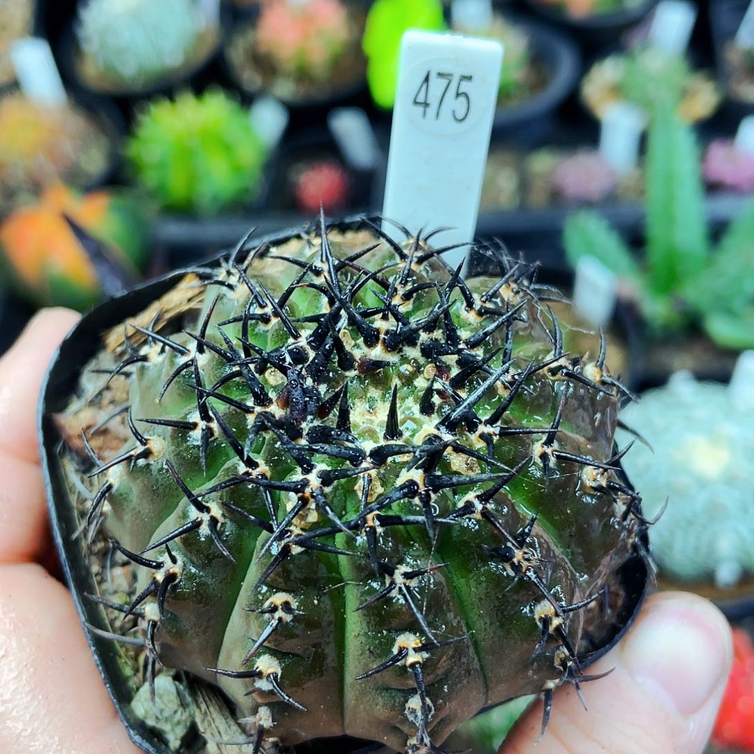 非偏远地区满25包邮仙人球