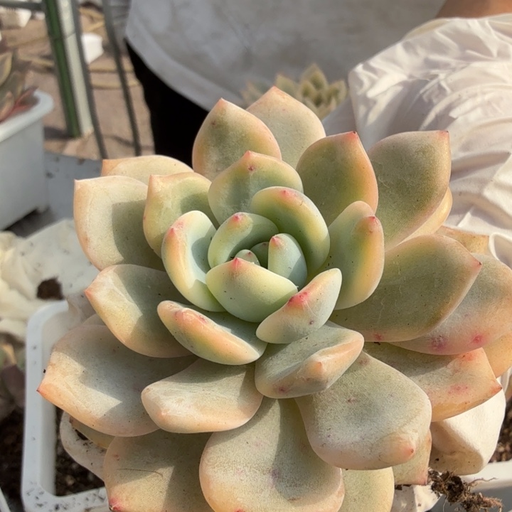 梦露锦多肉植物一物一拍