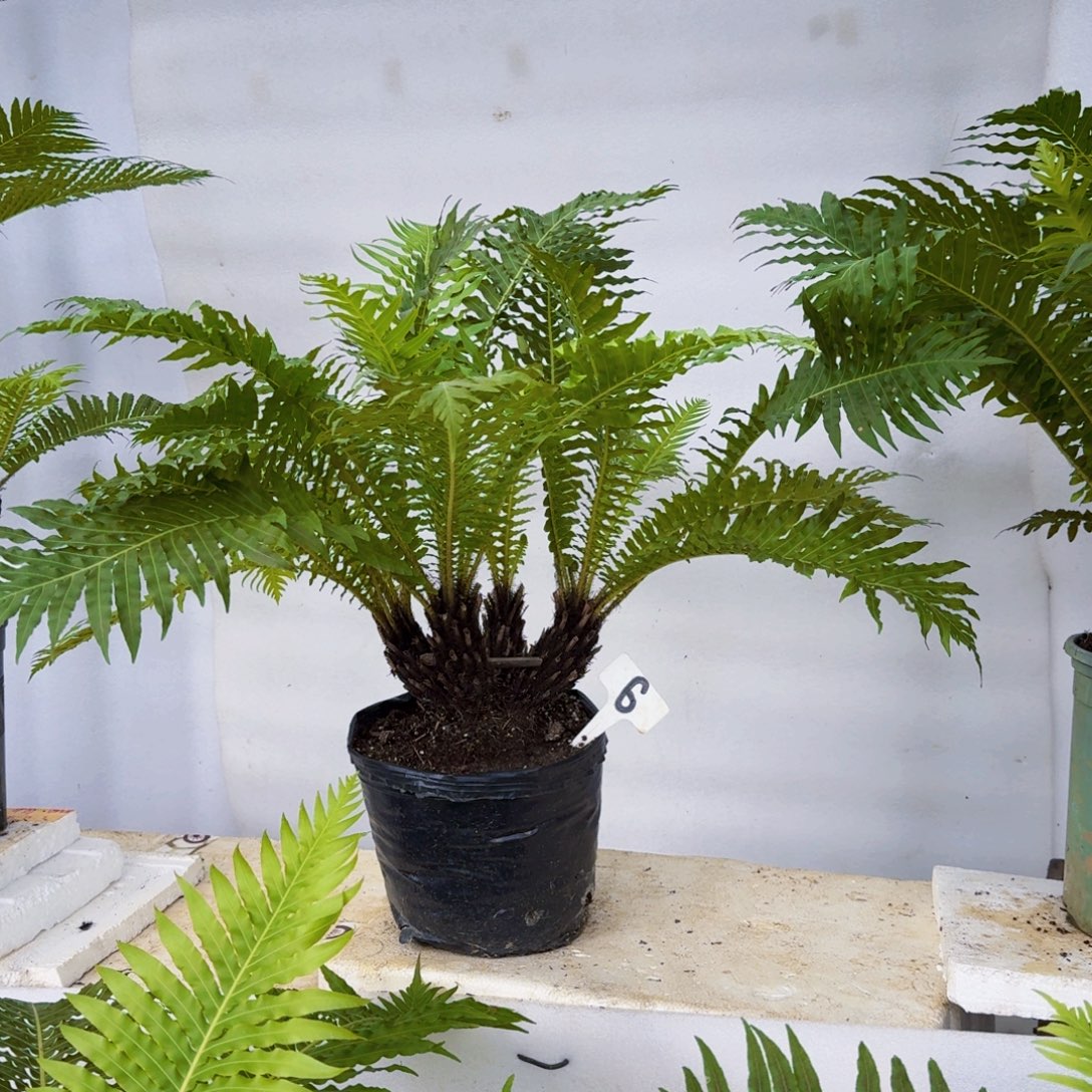 飞***越不开花植物四头连体桩