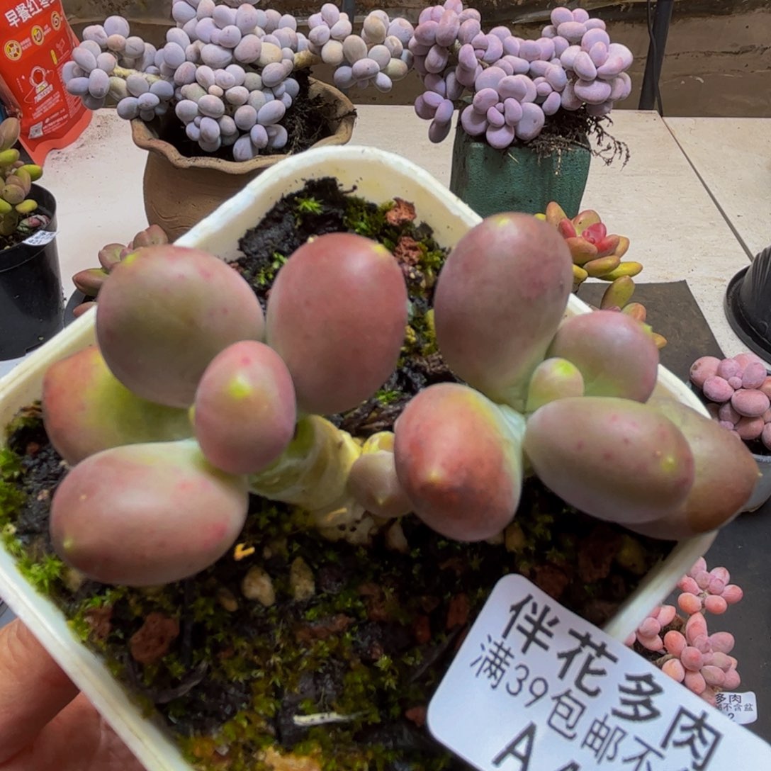 426/6cm芒果奶苗多肉