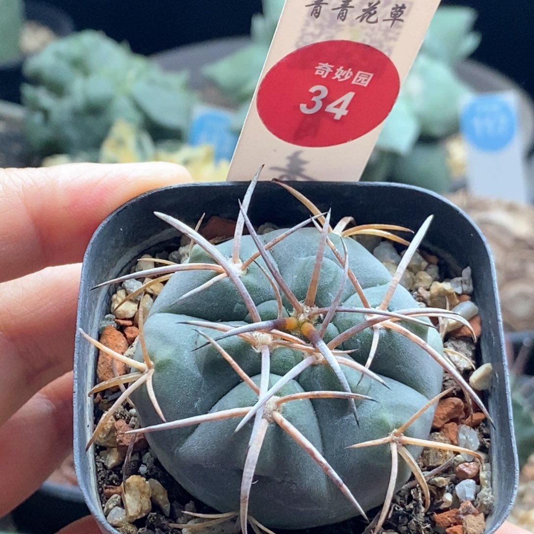 实生天平丸4.1cm