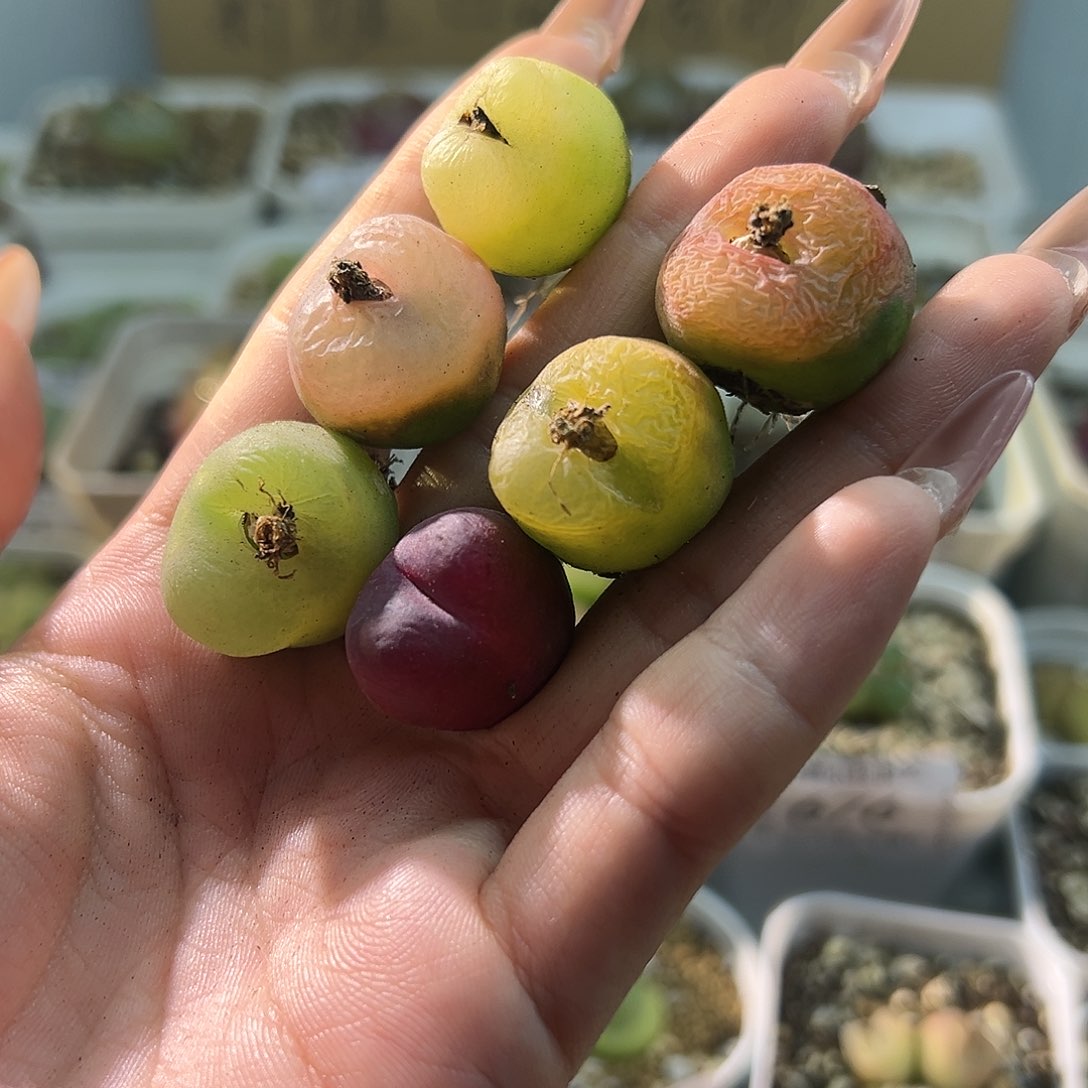 727毛六颗单头11111111111111