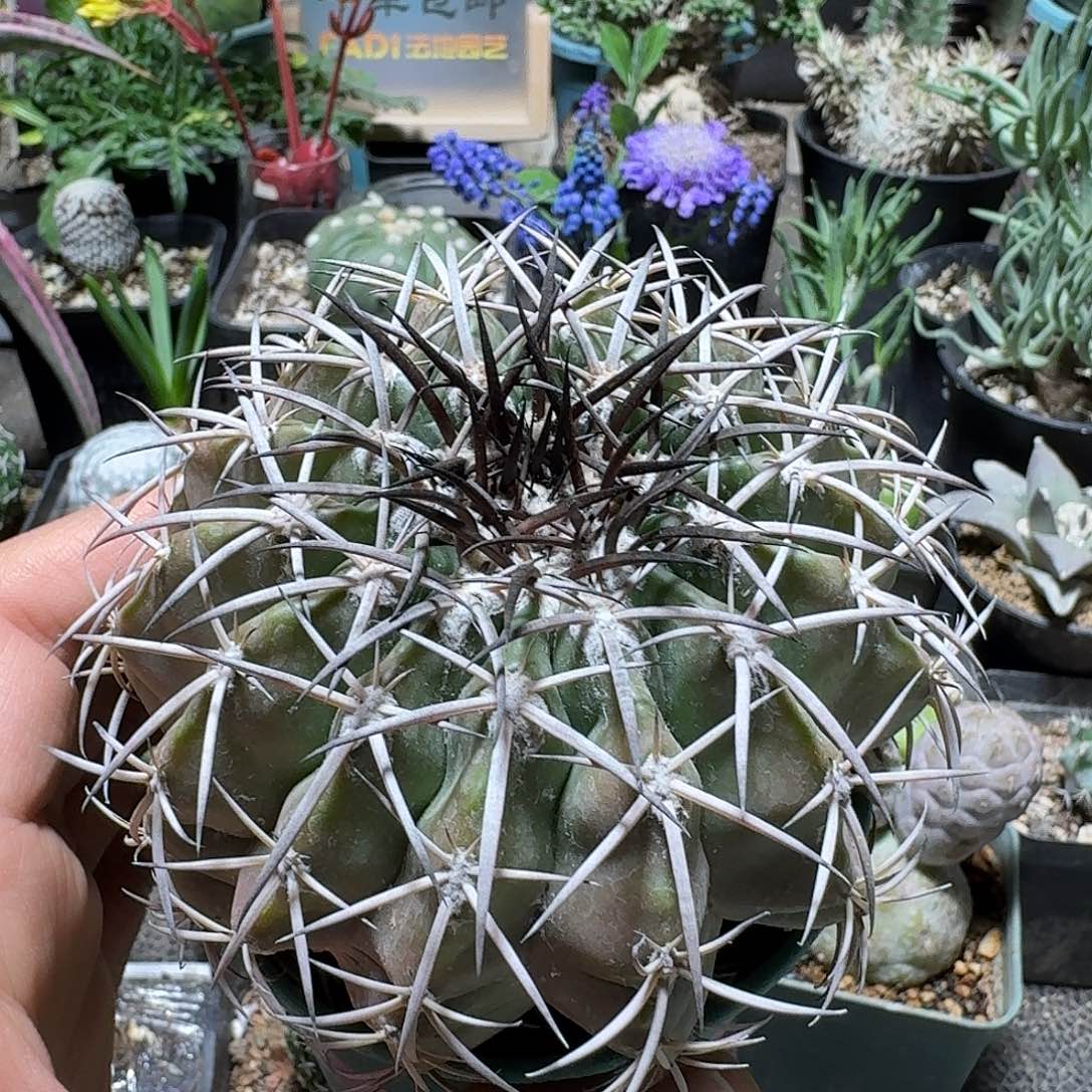 561圆盘玉实生带盆发货