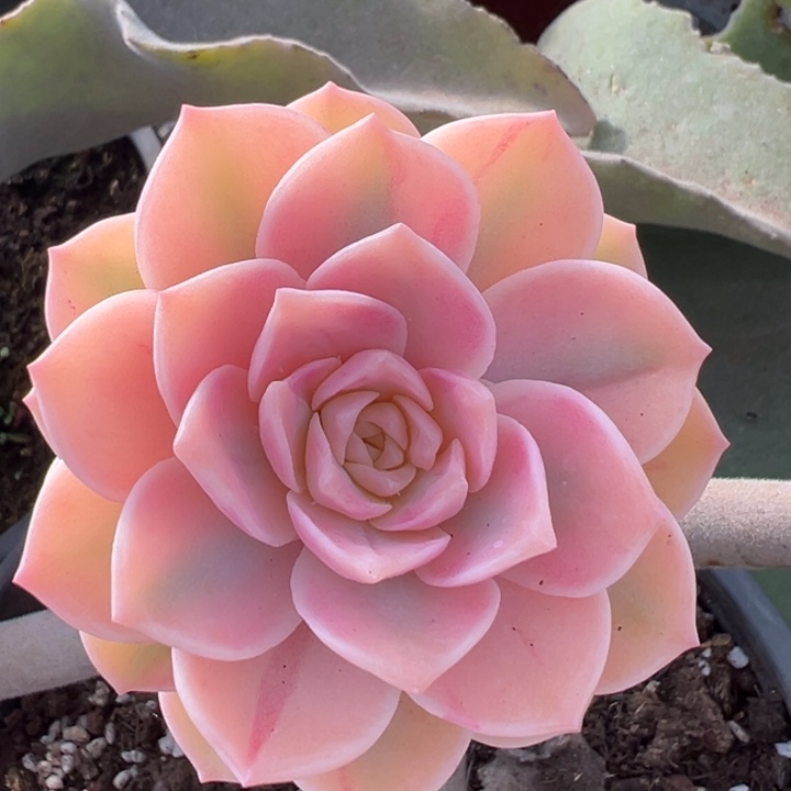 彩色安娜玫瑰锦一物一拍锦龙