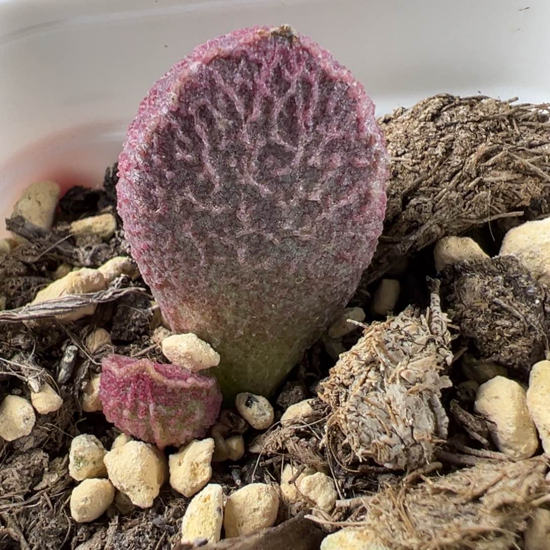 哈莫猪肝大苗多肉植物