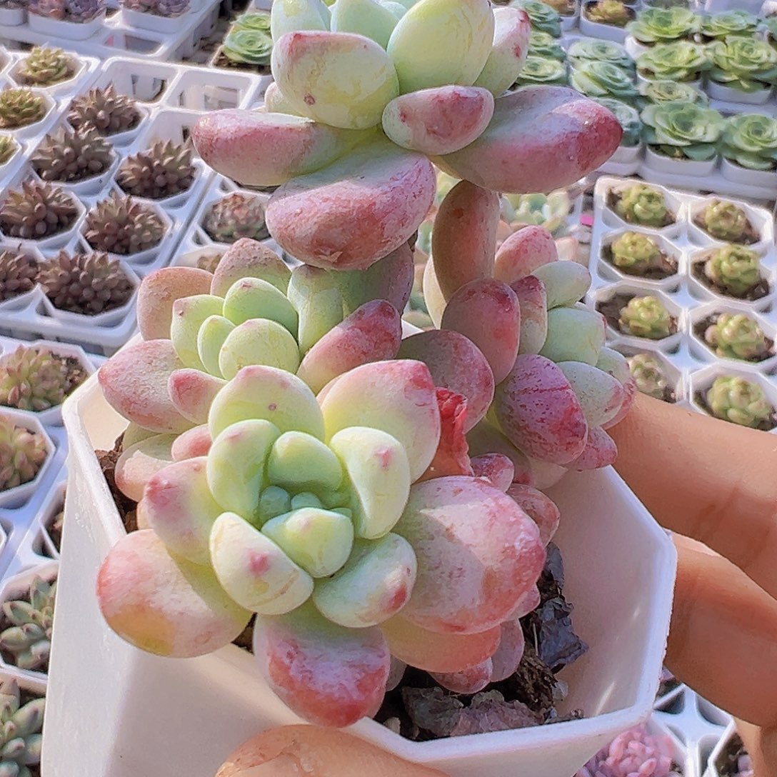 樱花罗琦19包邮多肉