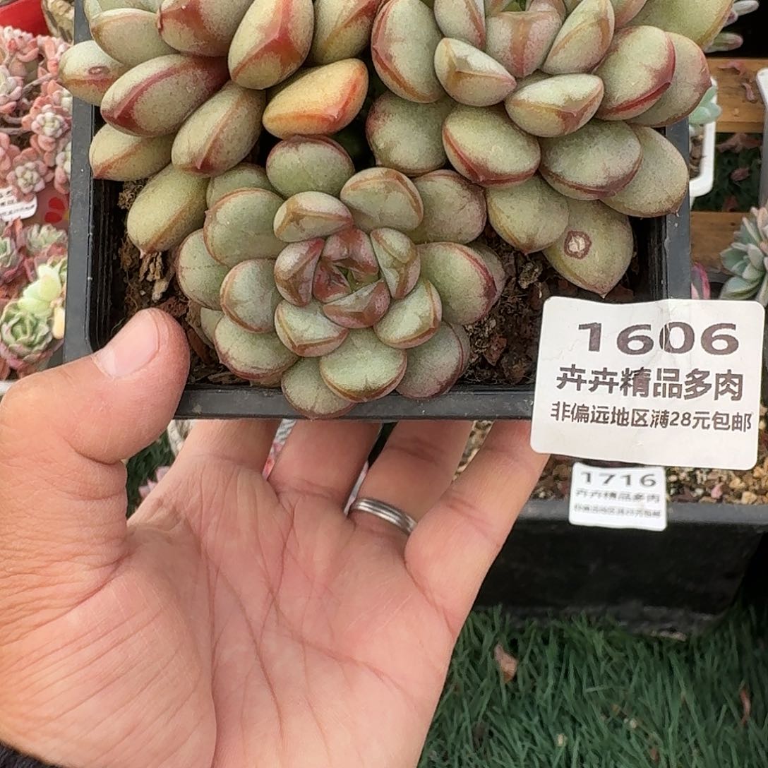 1606 卉卉精品多肉 非偏远地区满28元包邮
