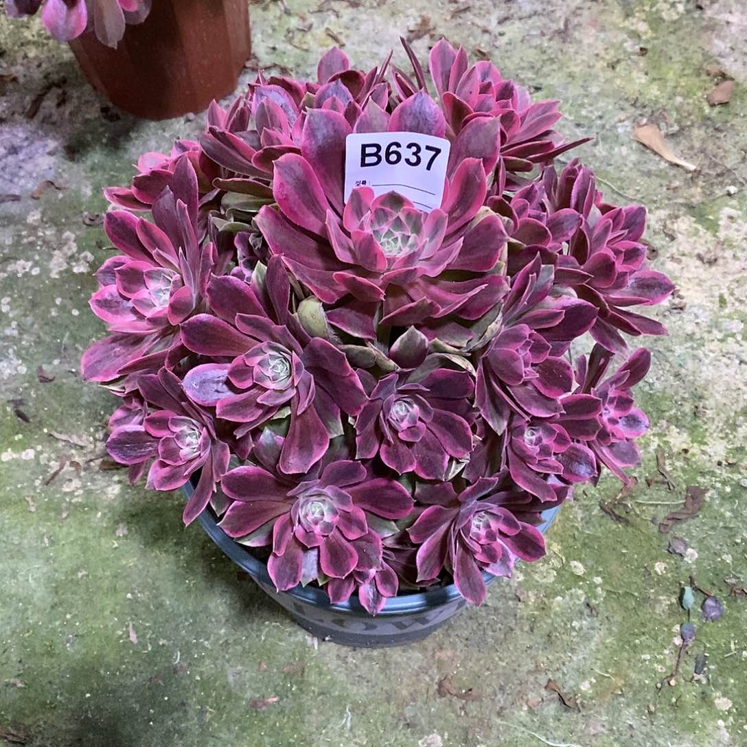 肉*嘟幻莎多肉植物637