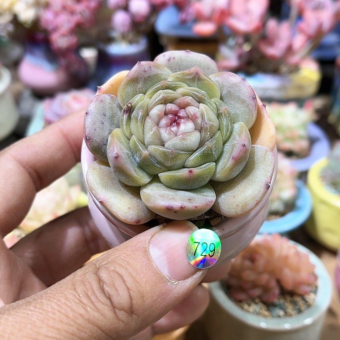 白恋 含盆含土发货 30包邮偏远除外