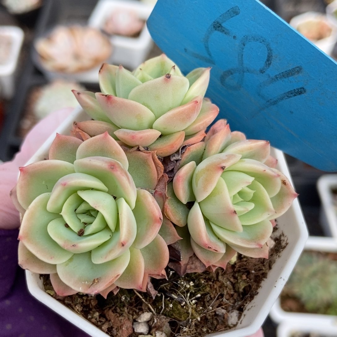 584哈密瓜多肉植物保护