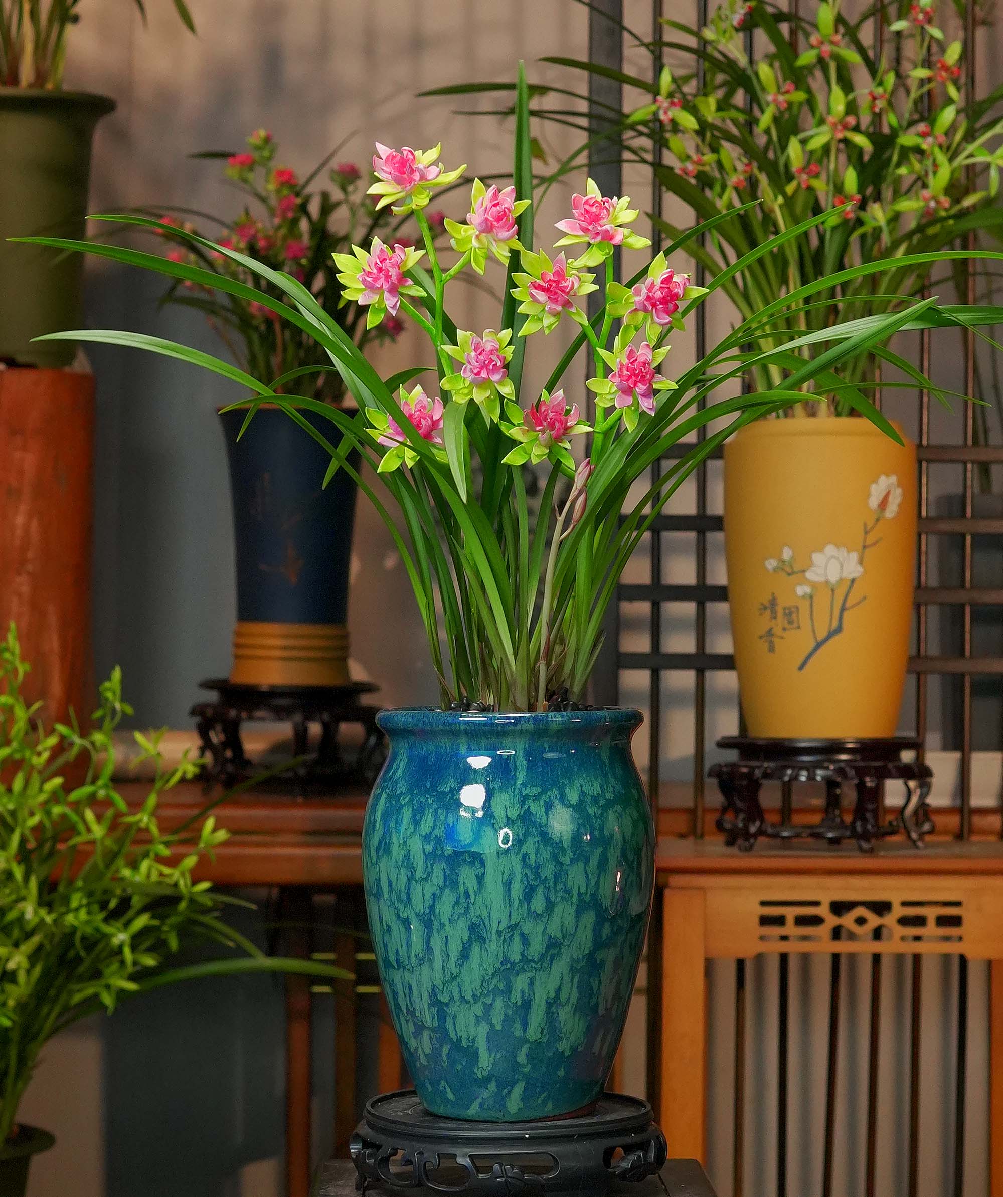 建兰铭品【天仙牡丹】富山奇蝶带花苞蓝陶瓷盆幽香兰花室内好养易活