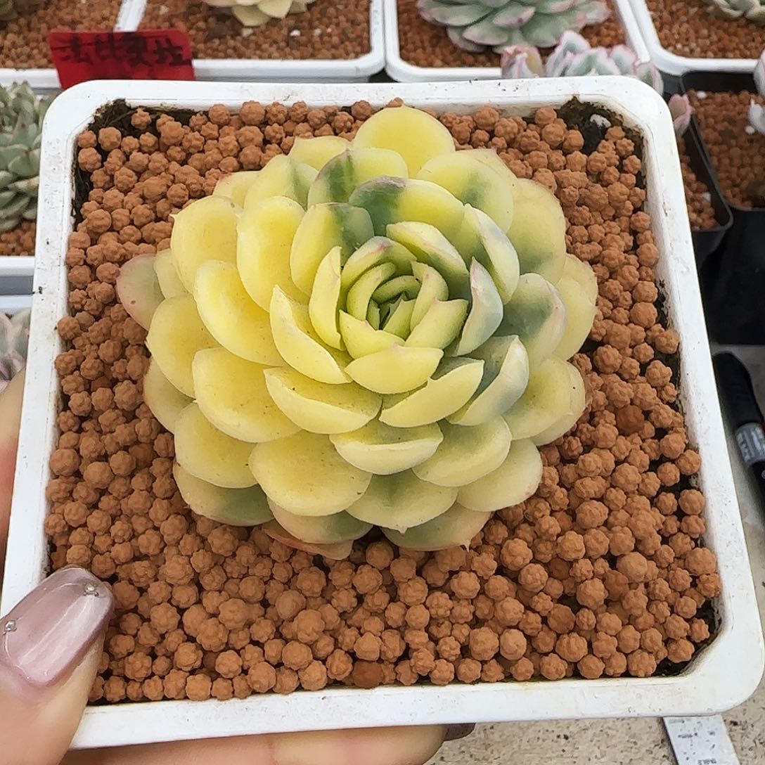 草莓冰锦多肉植物