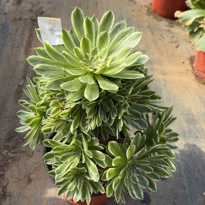 碧浪多肉法师5350