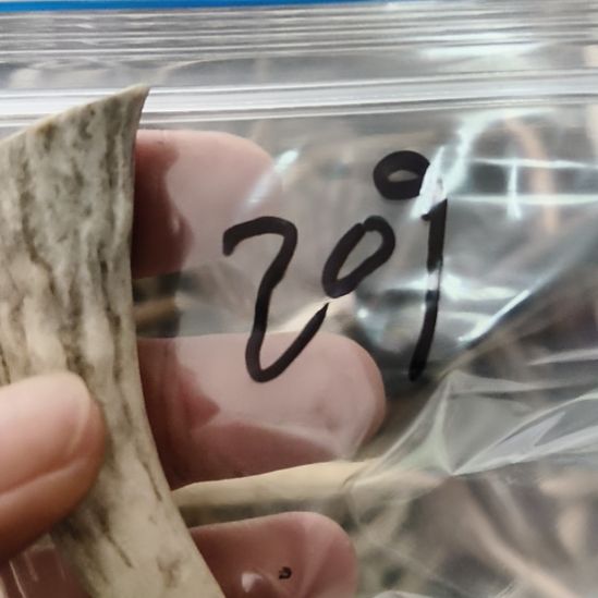 仁***者鹿角鹿角鹿角鹿角鹿角鹿角