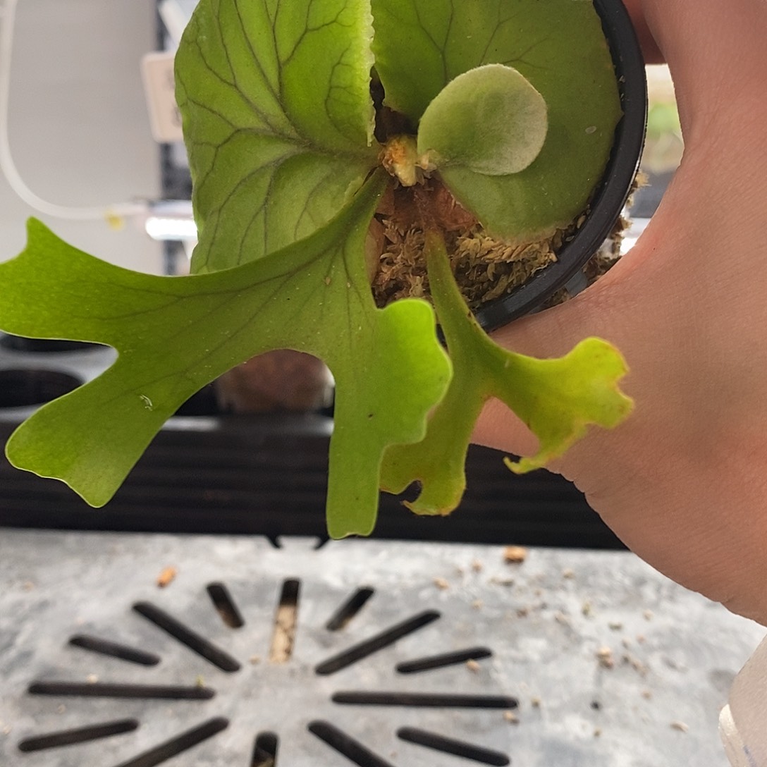 无花朵亚猴鹿角蕨