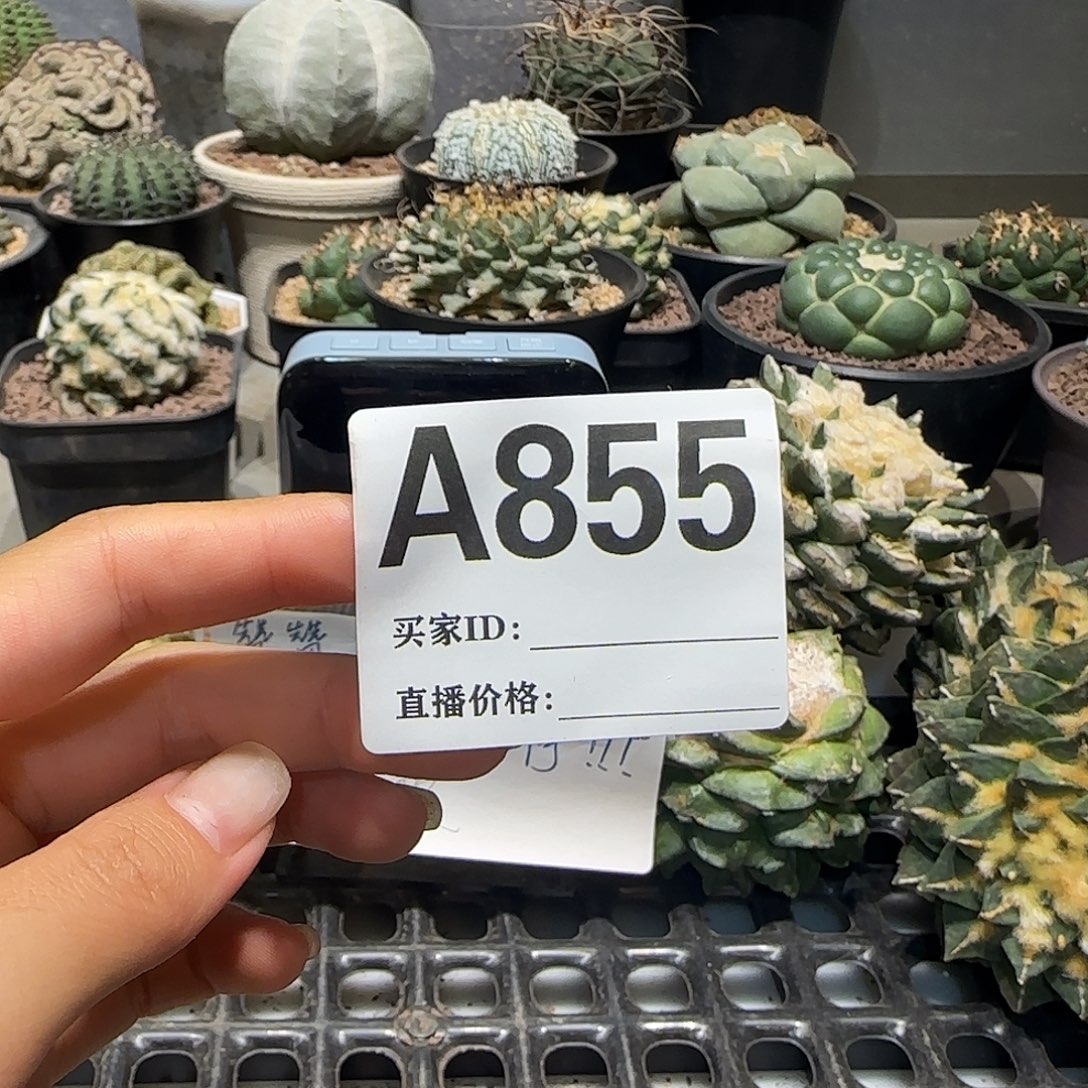 用***4实生仙人球特价一颗