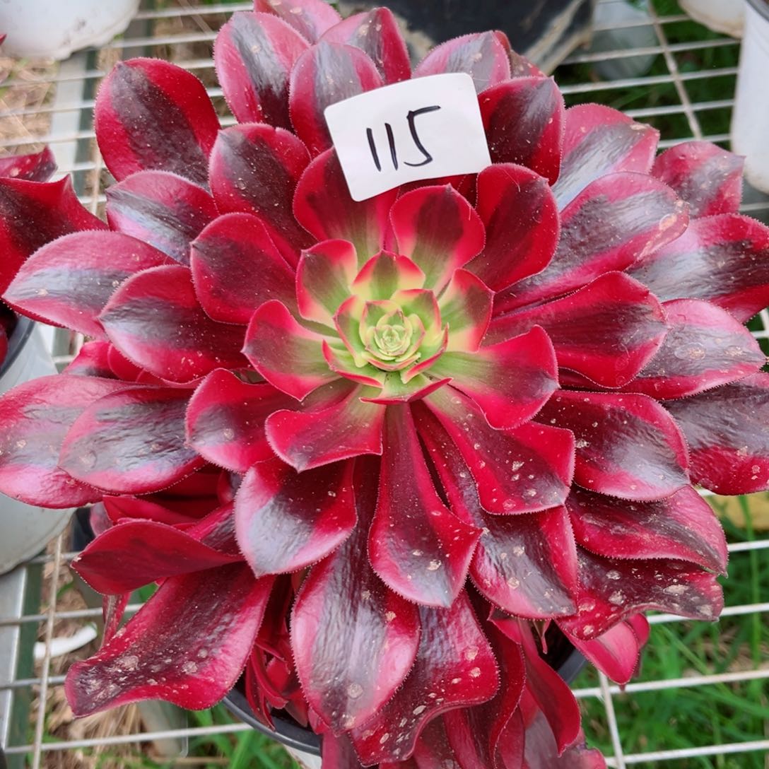 一物一拍多肉法师115