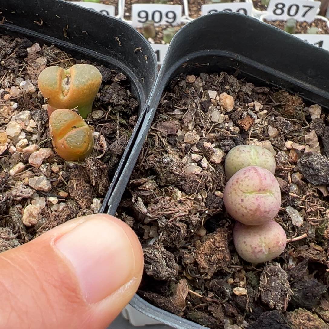 1.14好看的多肉923