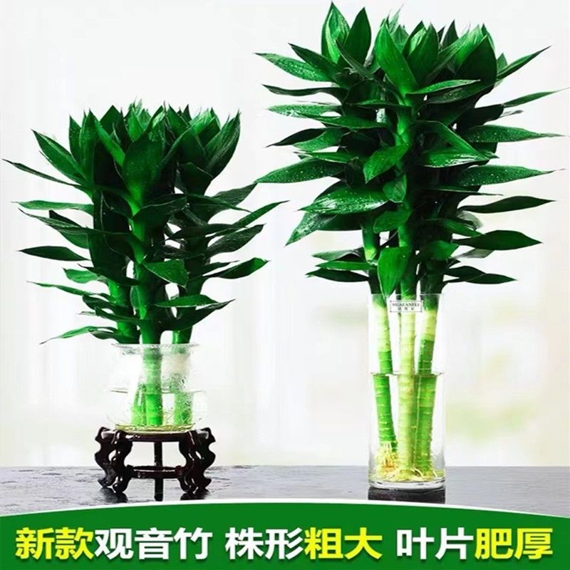 大叶文昌观音竹水养富贵竹水培植物花卉办公室室内小盆栽