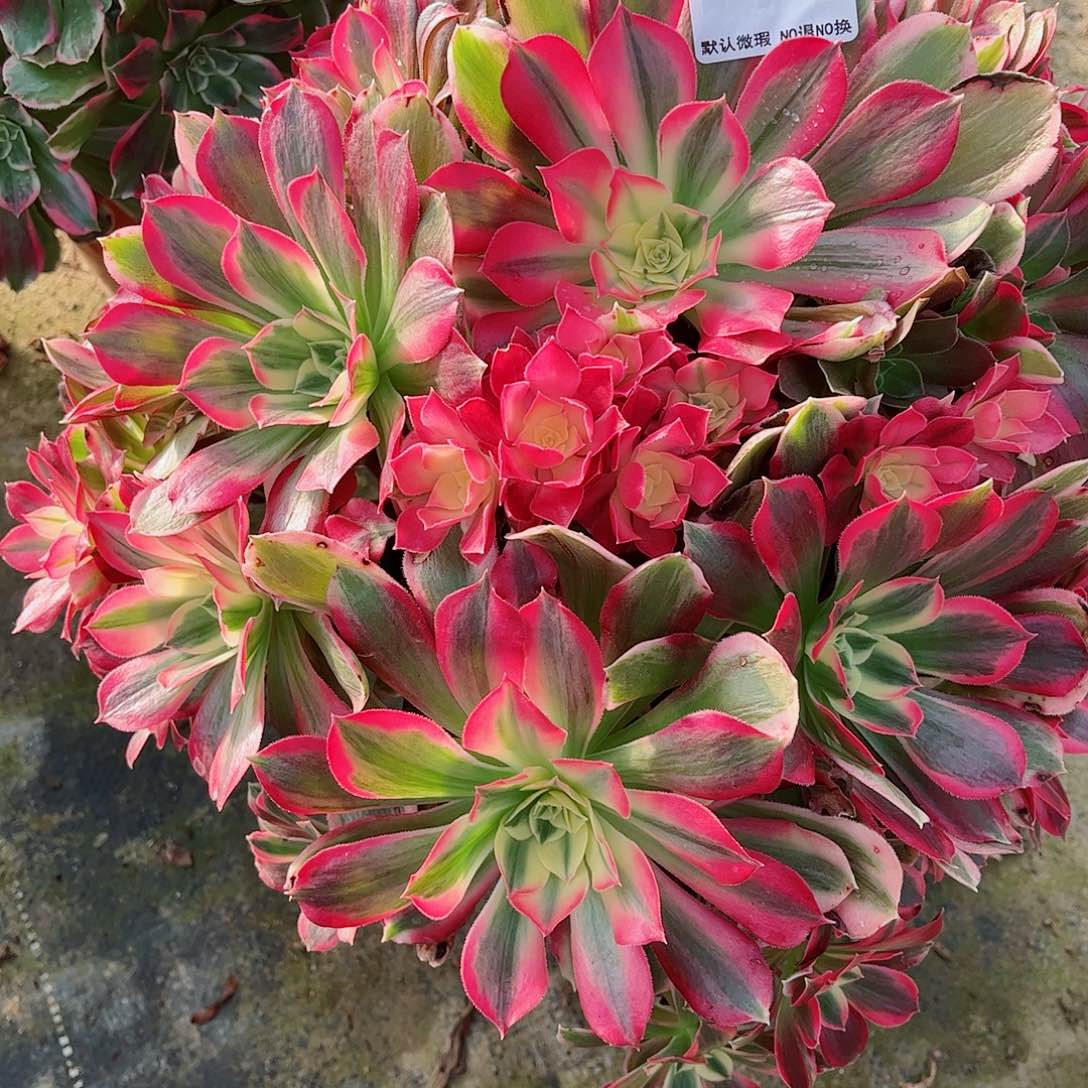 无花朵ℋ****多肉植物男神033