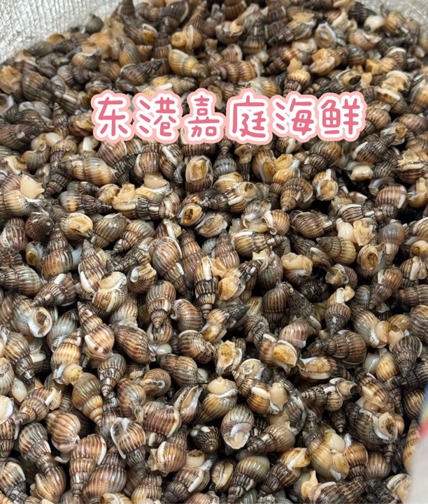 [中号]东港海螺丝海锥海瓜子包鲜包活包肥顺丰包邮
